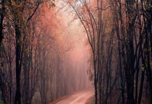 雷火电竞登录-金色眼泪沸腾时：当勇士梦断奥运，球迷的呐喊震碎星空