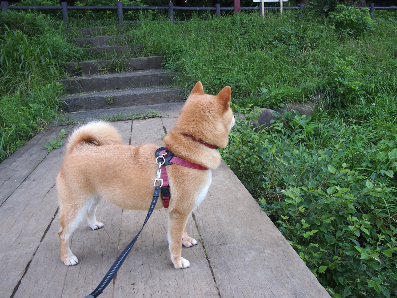 南欧与北非的足球对话，迪巴拉绝杀回应所有质疑