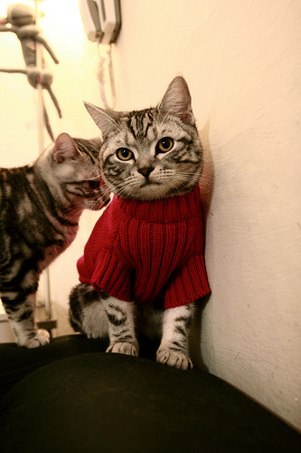 节奏的艺术,从布伦森到凯尔特人,现代篮球的掌控力如何映射辽宁队的挑战