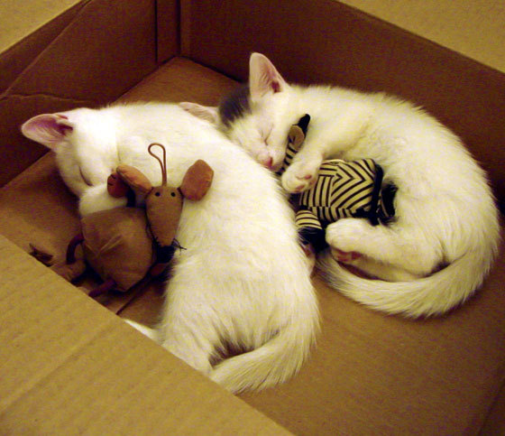 雷火电竞合作-孙兴慜关键回合不手软，几内亚战术压制曼联，绿茵场上的双重奏