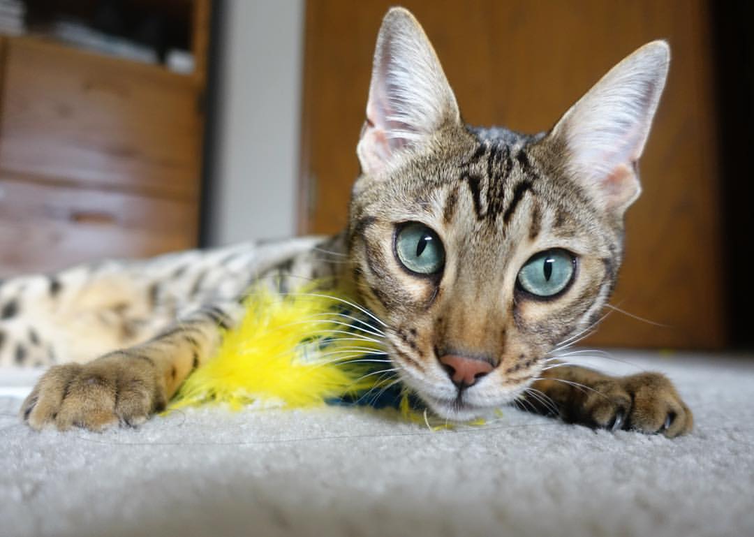 雷火电竞app-绝境长城，当小贾伦的指尖筑起叹息之墙，掘金已悄然为山西收起棋盘