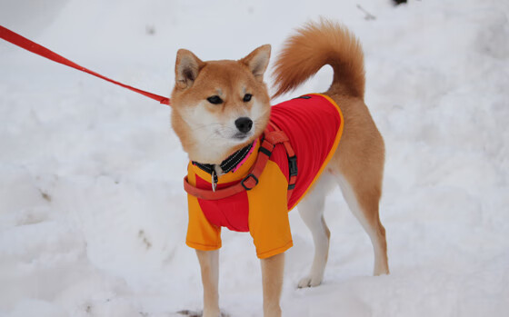 撕裂时空,当字母哥空降CBA赛场,魔术对阵吉林引发观赛狂潮