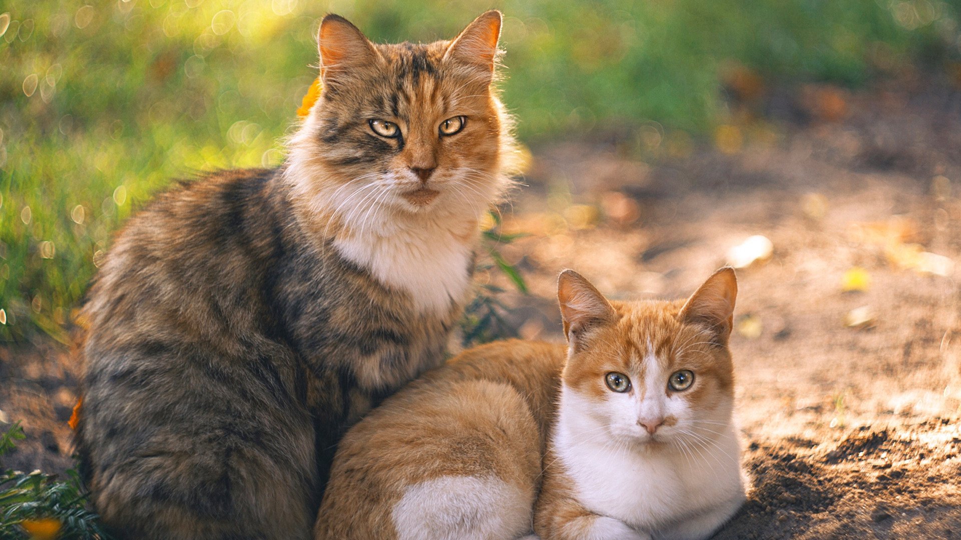 奇才vs凯尔特人，当大场面先生库里成为关键战的隐形标尺
