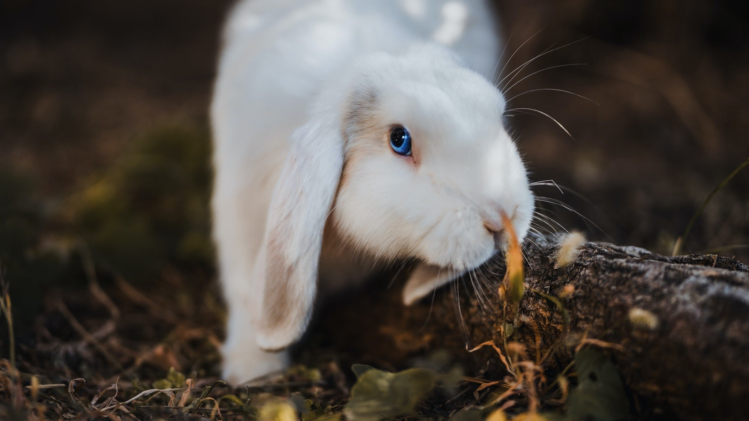友谊赛奇缘，当阿尔及利亚邂逅里昂，孙兴慜在错误的战场上完成自我救赎