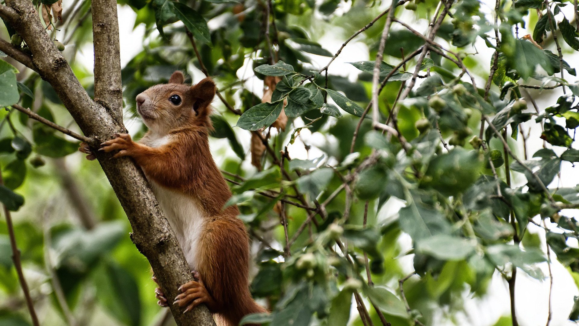 地理代码404，当牙买加雷鬼脉冲遭遇奥地利算法防线—基耶萨的乱码美学