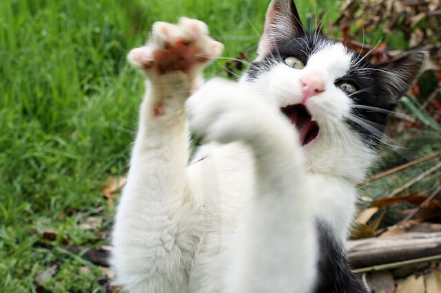 子弹与艺术家，当德布劳内的手术刀切开红牛防线